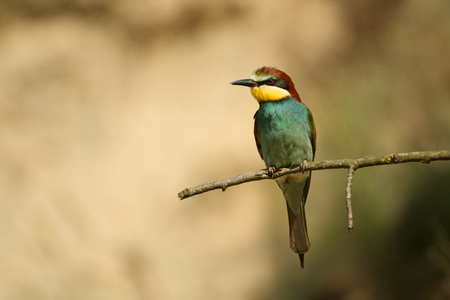 European beeeater sitting on branchesの写真素材