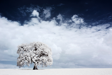 infrared tree in wheat fieldの写真素材