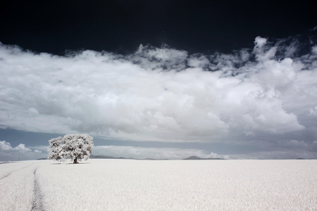 infrared tree in wheat fieldの写真素材