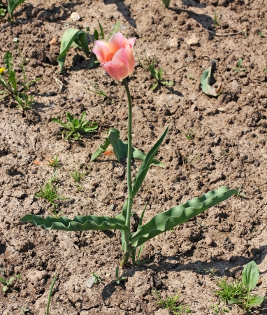 single pink tulip on dry land, Russia, Moscow, Kolomenskoye parkの写真素材