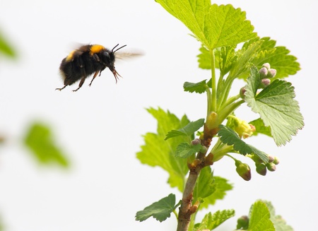 bumble bee flies to flower, spring 2012, near Moscow, Russiaの写真素材