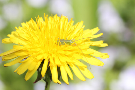 small green grasshopper in yellow dandelion, side view, macroの写真素材