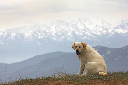 one smiling dog (Labrador) in the background of the mountains, Armeniaの写真素材
