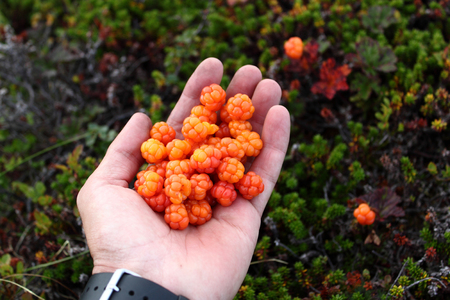 fresh north cloudberries in handの写真素材