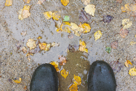 rubber boots in a puddle with yellow autumn leaves, top viewの写真素材
