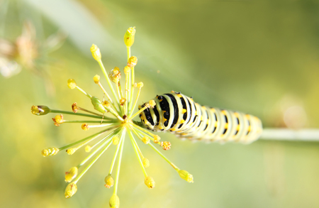 caterpillar of butterfly swallowtail - machaon, feeds on dill - fennel, top view, green backgroundの写真素材