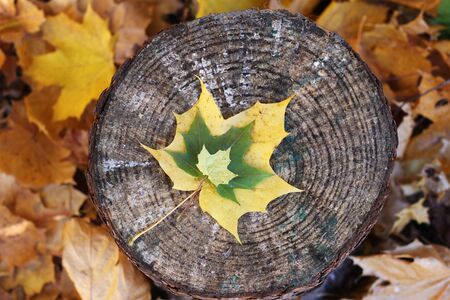 three colored autumn maple leaves, yellow and green, close-up viewの写真素材