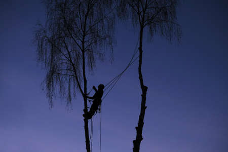 silhouette of feller or lumberjack on ropes in evening between trees, professional in cutting down trees, autumn garden clearing worksの写真素材