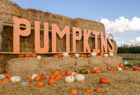 Big pumpkins sign on a hay bale with a lot of pumpkins aroundの写真素材