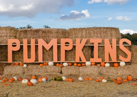 Big pumpkins sign on a hay bale with a lot of pumpkins aroundの写真素材