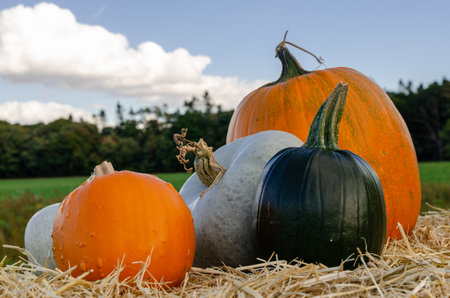Bunch of pumpkins sitting on a hay baleの写真素材