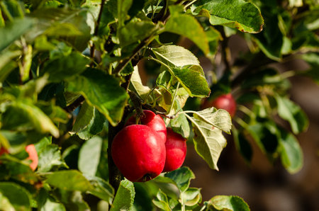 A detail of a ripe apple hanging on a tree. Ready to be picked and eatenの写真素材