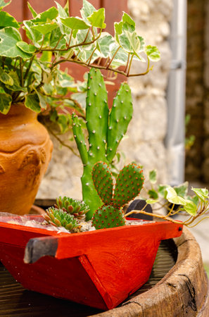 Detail of a happy cactus in a cute little planter in a miniature shape of a wheelbarrow. Beautiful idea for your garden.の写真素材