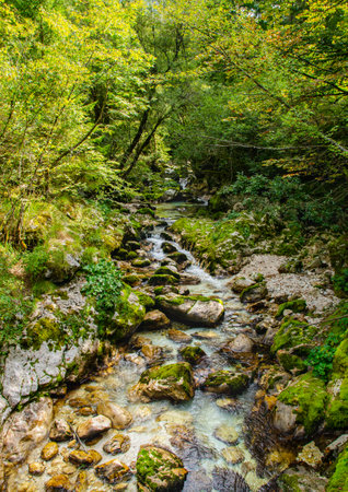 Beautiful turquoise Soca river valley in a forest in Slovenia. Perfect summer day.の写真素材