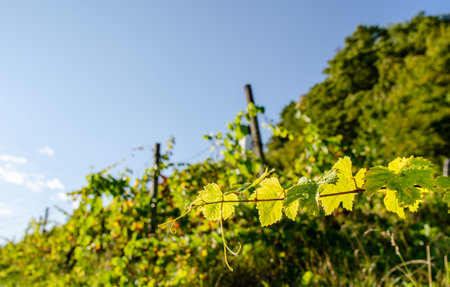 A selective detail of a single vine on a vineyard in Slovenia.の写真素材