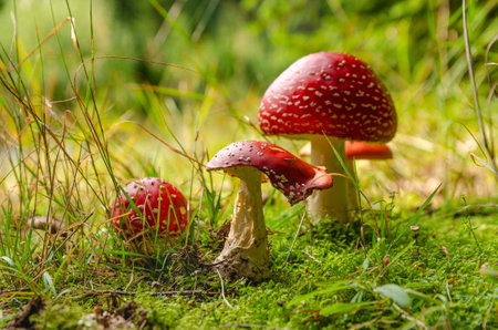 Closeup of half-eaten poisonous Fly agaric mushroom Funghi growing in a forest on a sunny summer day.の写真素材