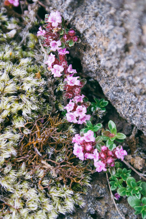 Flowers in Iceland
