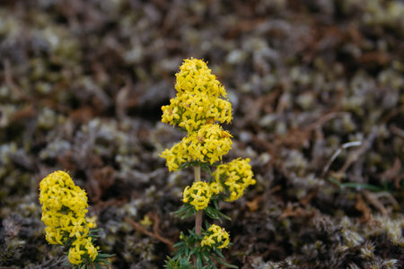Flower on volcanic ground in Iceland