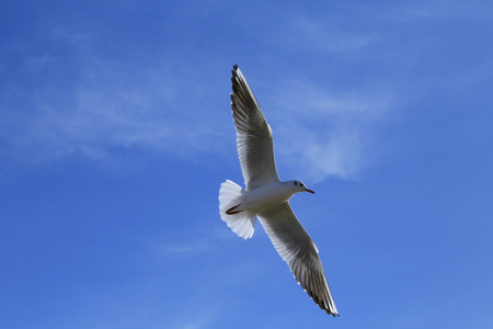 seagull in the skyの写真素材