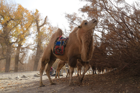 Camel eating leavesの写真素材
