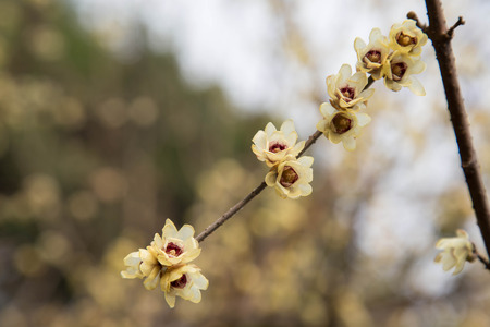 Close up of Chimonanthus flowers bloomingの写真素材