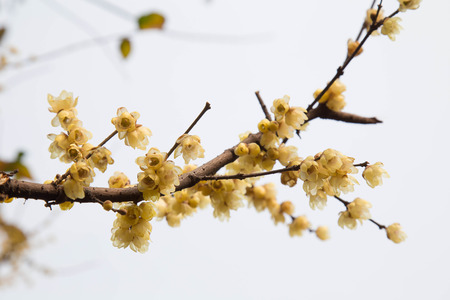 Close up of Chimonanthus flowers bloomingの写真素材