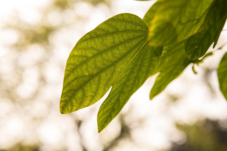 Green leaves close-up の写真素材