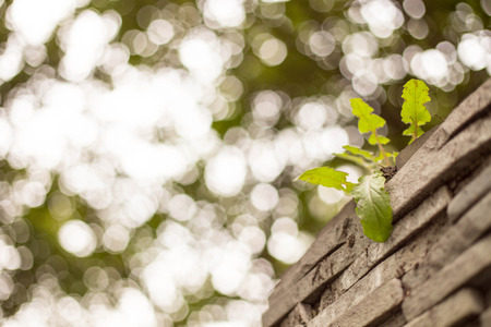 Grass on the wallの写真素材