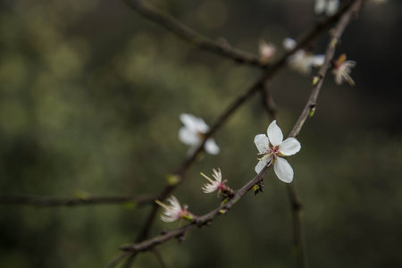 Cherry Blossom