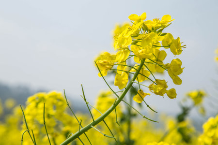 Canola flower