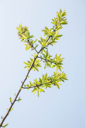 green leavesの写真素材