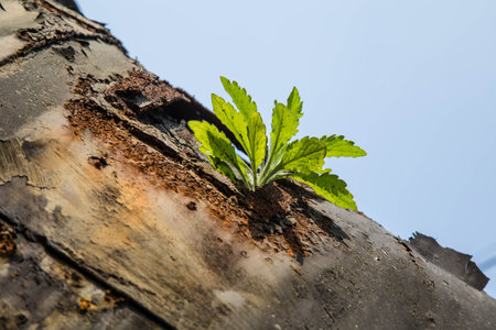 close up of plant