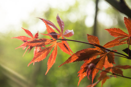 Red leaves