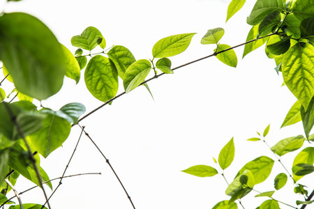 Spring Green leavesの写真素材