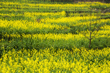 Canola flower fieldの写真素材