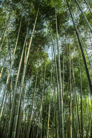 Bamboo forestの写真素材
