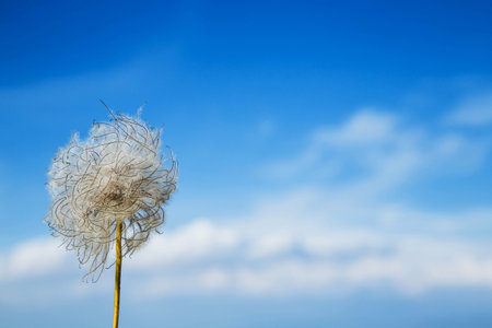 Blue dandelionの写真素材