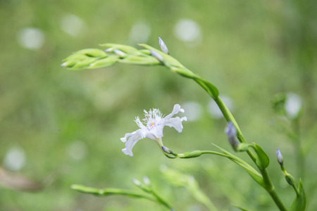 Spring flowersの写真素材