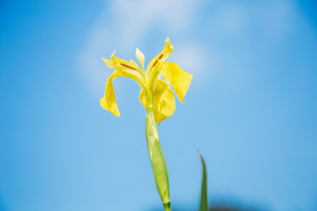 Close up of a yellow flowerの写真素材