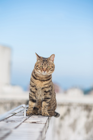 Tabby catの写真素材