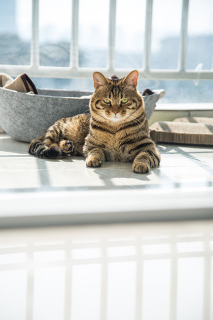 Tabby catの写真素材