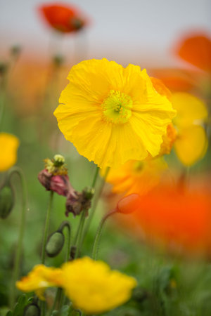 poppy flower