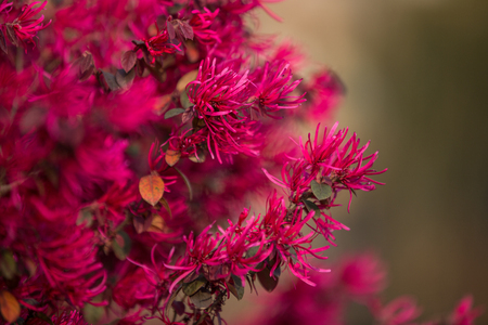 Chinese fringe flower (Loropetalum chinense)の写真素材