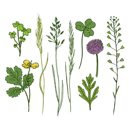 Wild flowers hand drawn set. Ink herbs in color. Herbal medicine vector illustration.のイラスト素材
