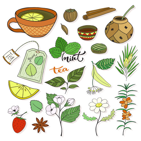 Vector tea collection. Herbal plants and elements for packaging design or menu decoration.のイラスト素材