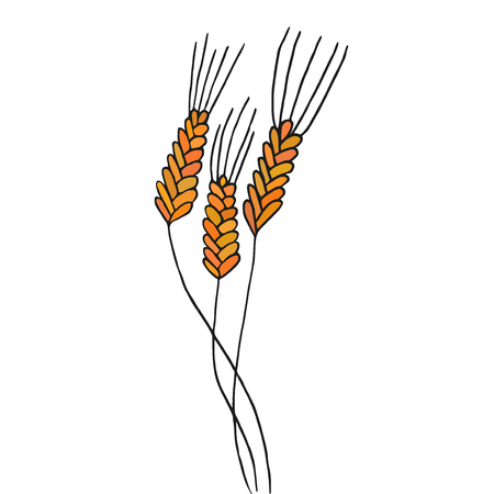 Wheat spikelets isolated on white. Vector illustrationのイラスト素材