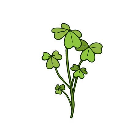 Wild flower illustration. Shamrock herbal. Vector artのイラスト素材
