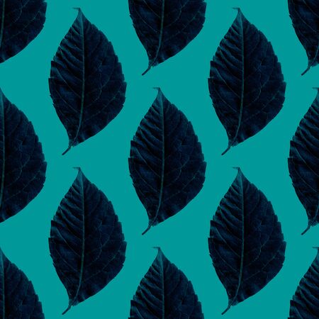Pressed leaves pattern on turquoise backgroundの写真素材
