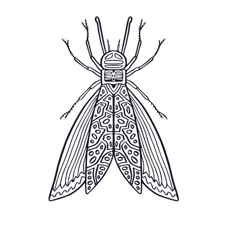Insect illustration. Printable t-shirt design. Unique or poster. Temporary tattoo art with hand drawn insect. Interior print with fine art. Colouring book pageのイラスト素材