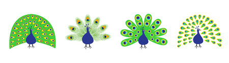Peacock set line. Feather out open tail. Beautiful Exotic tropical bird. Zoo animal collection. Cute cartoon character. Decoration element. Flat design. White background. Isolated. Vector illustrationのイラスト素材